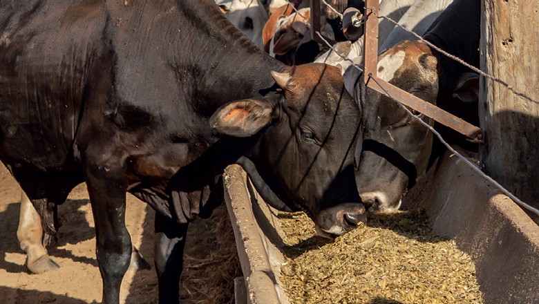 Etanol valoriza o milho em MT - Animal se alimenta de ração com DDG (Foto: Rogerio Albuquerque)