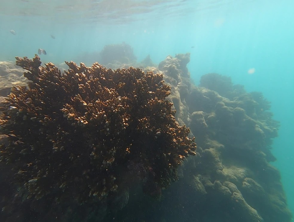 Corais no fundo do mar de Tamandaré no dia 24 de outubro de 2019 — Foto: Reprodução/TV Globo