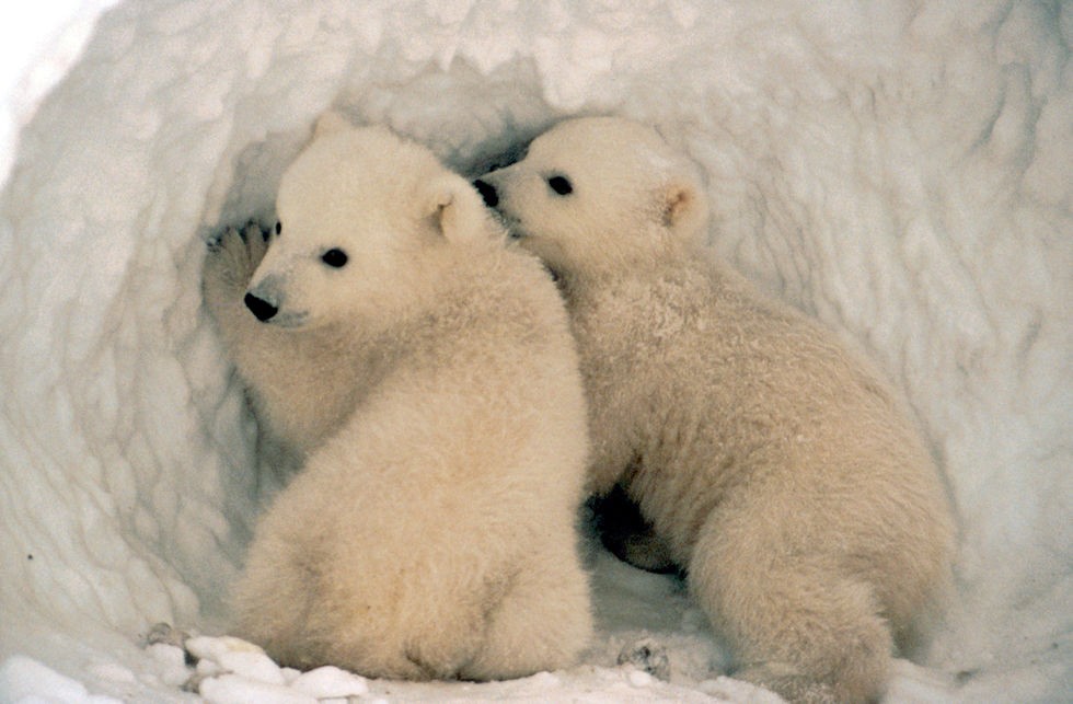 Visão  Urso-polar: o guerreiro do gelo