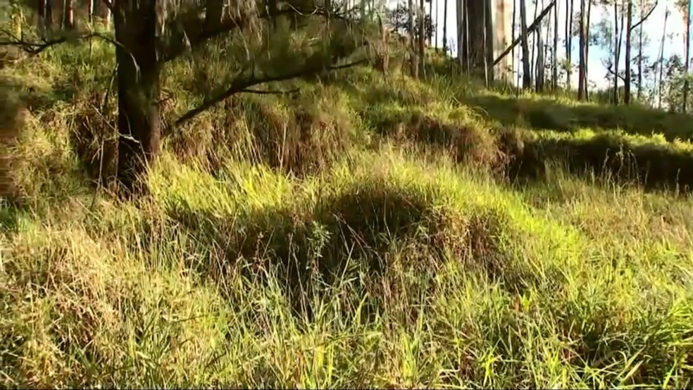 Luara Redfield foi encontrada em área de pasto em Mairinque — Foto: TV TEM/Reprodução
