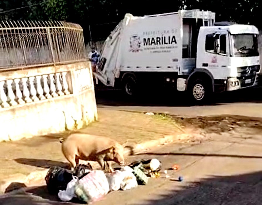 Morador flagra porco revirando lixo em bairro de Marília; veja como pedir resgate de animais