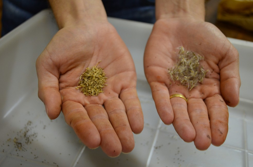 UFSCar recebe e trata as sementes e produz as mudas de cana que passarão por anos de testes — Foto: Raquel Baes/G1