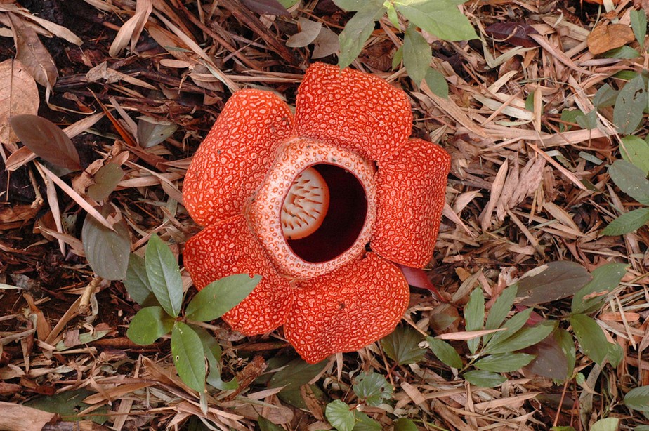 Rafflesia arnoldii: a maior flor do planeta e também uma das mais fedorentas