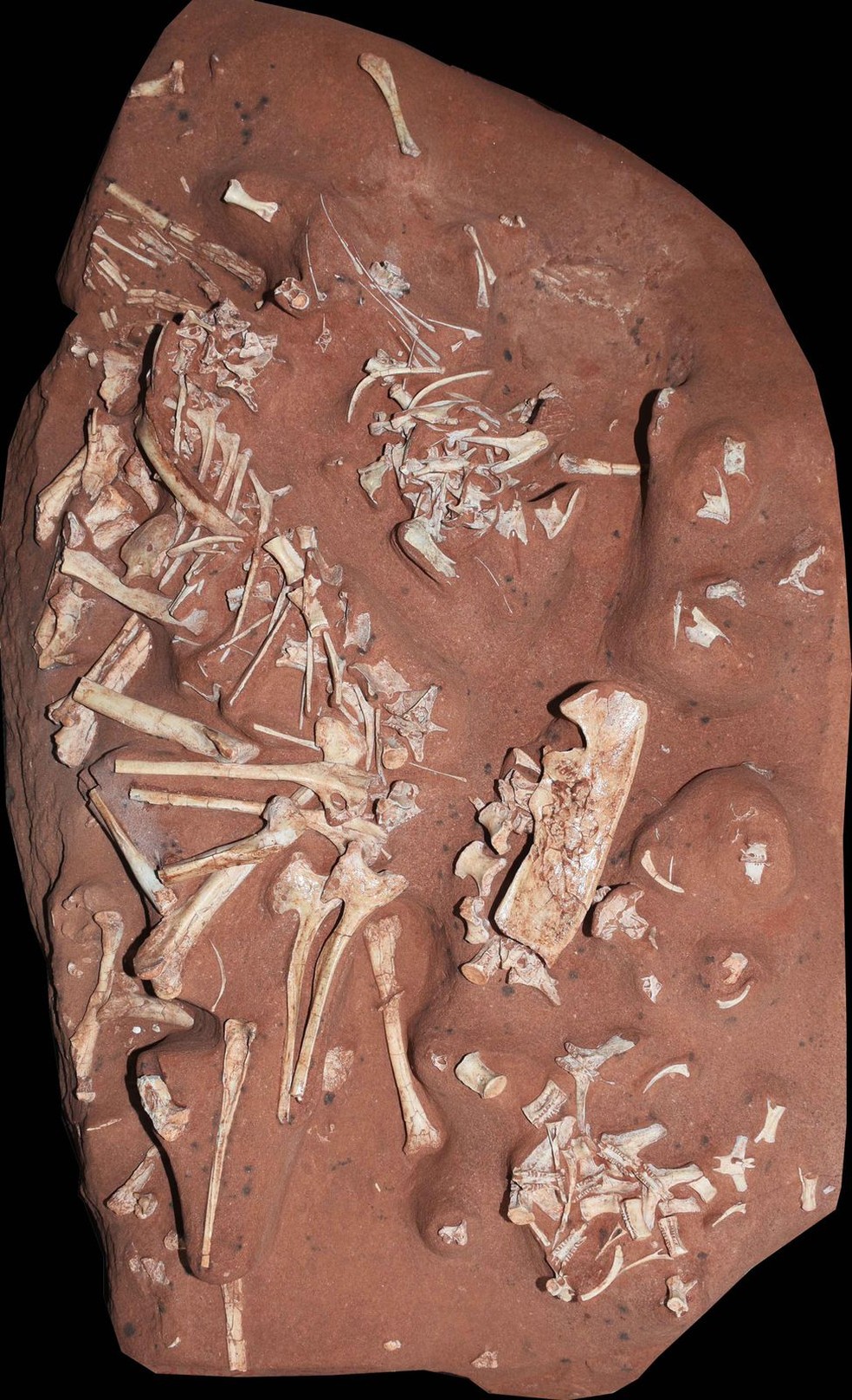Fósseis bem preservados foram importantes para classificação da espécie, segundo especialistas — Foto: Divulgação/Museu Nacional