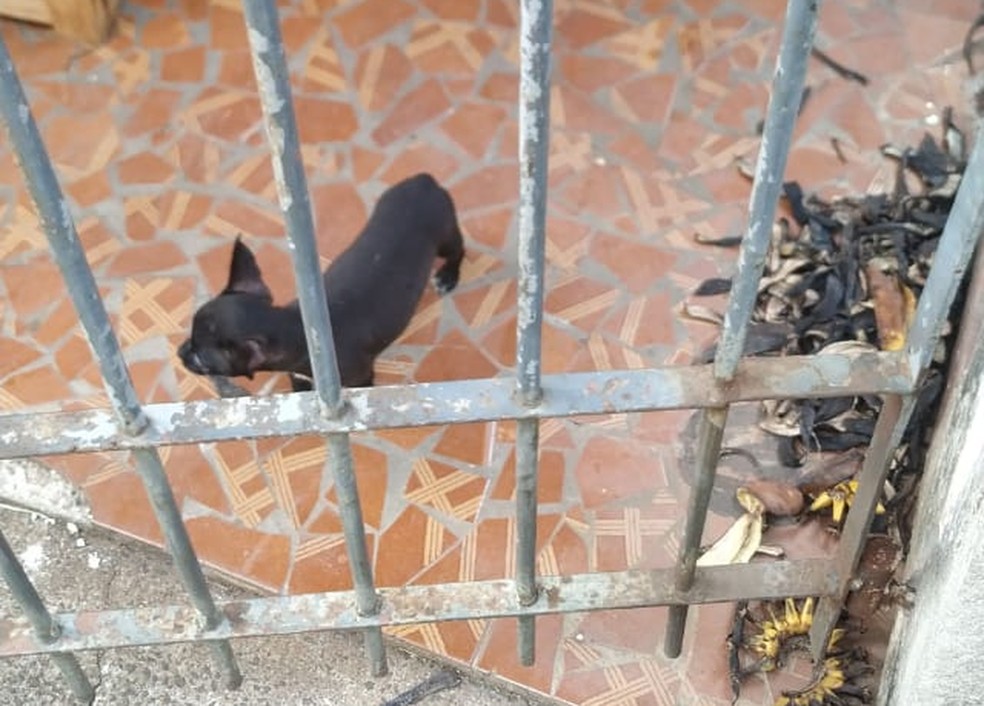 Cães foram removidos de residência após denúncia, em Piracicaba — Foto: Alessandra Bellucci