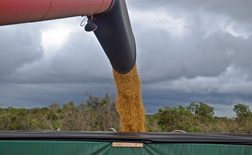 Uma colheitadeira despeja de 10 a 11 toneladas por vez — Foto: André Schaun 