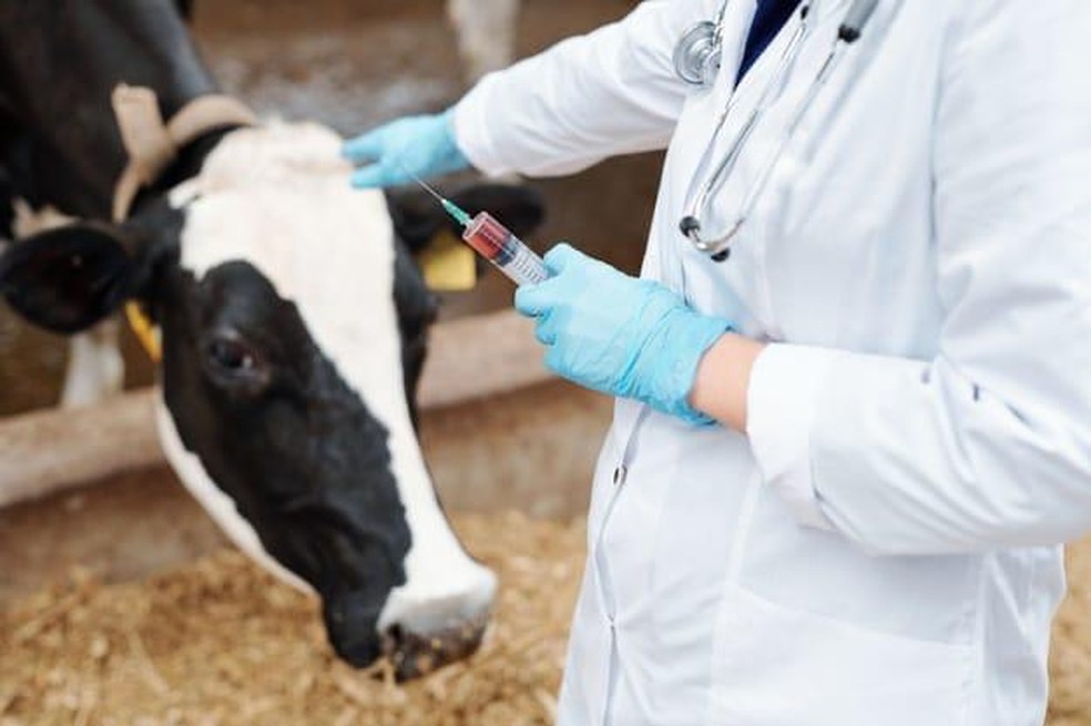 Animal sendo vacinado contra a febre aftosa — Foto: Divulgação