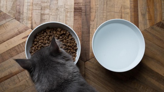 A alimentação nem sempre é a vilã dos problemas de saúde nos pets