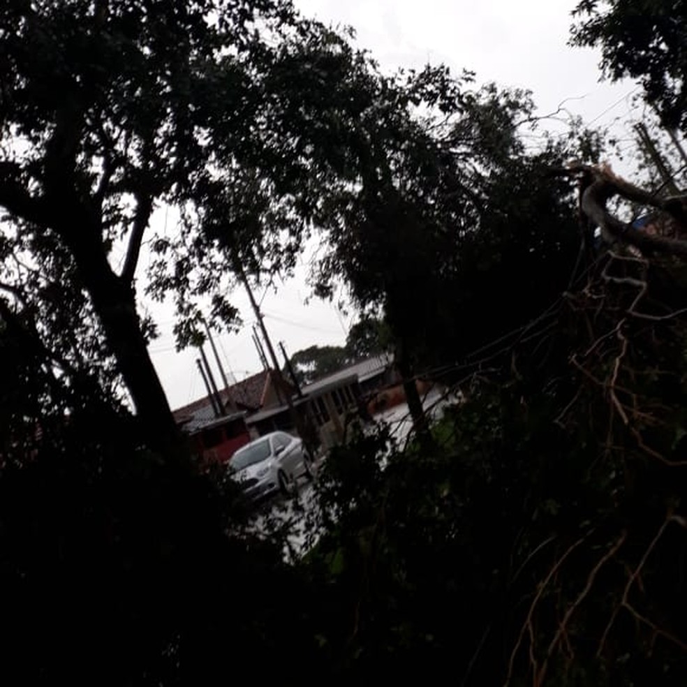 Quedas de árvores foram registradas em Narandiba — Foto: Lauro Barbosa/Cedida