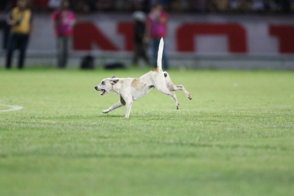 Cachorro ganhou apelido de "PipicÃ£o" â€” Foto: Aldo Carneiro / Pernambuco Press