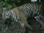 Tigre que comeu sete pessoas é morto no oeste da Índia
	
