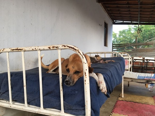 Cachorros, jumentos e porcos: abrigo resgata animais vítimas de abandono e  realiza adoção na Grande Natal | Rio Grande do Norte | G1