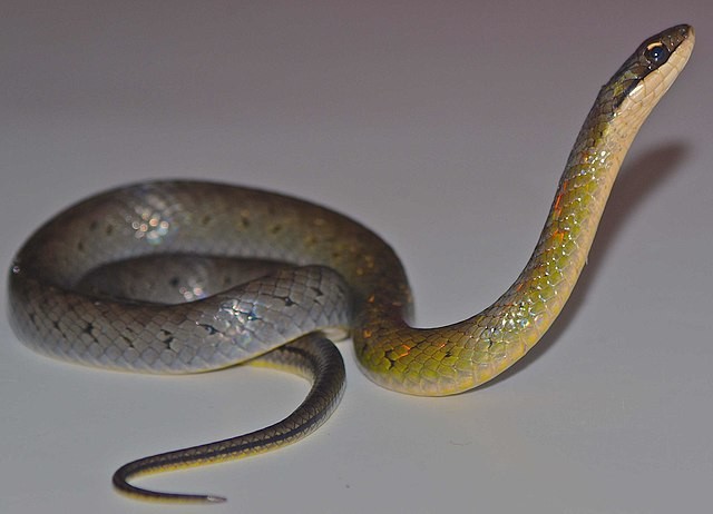 A serpente Erythrolamprus epinephalus é um dos poucos possíveis predadores da rã flecha-dourada (Foto: Wikipedia/ Álvaro Velásquez/ Wikimedia Commons)