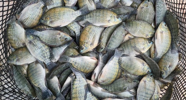 Governo prepara decreto para zerar imposto sobre ração de peixes