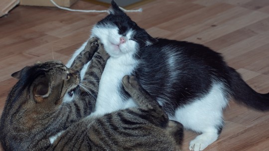 Briga entre gatos da mesma casa: descubra o motivo do comportamento
