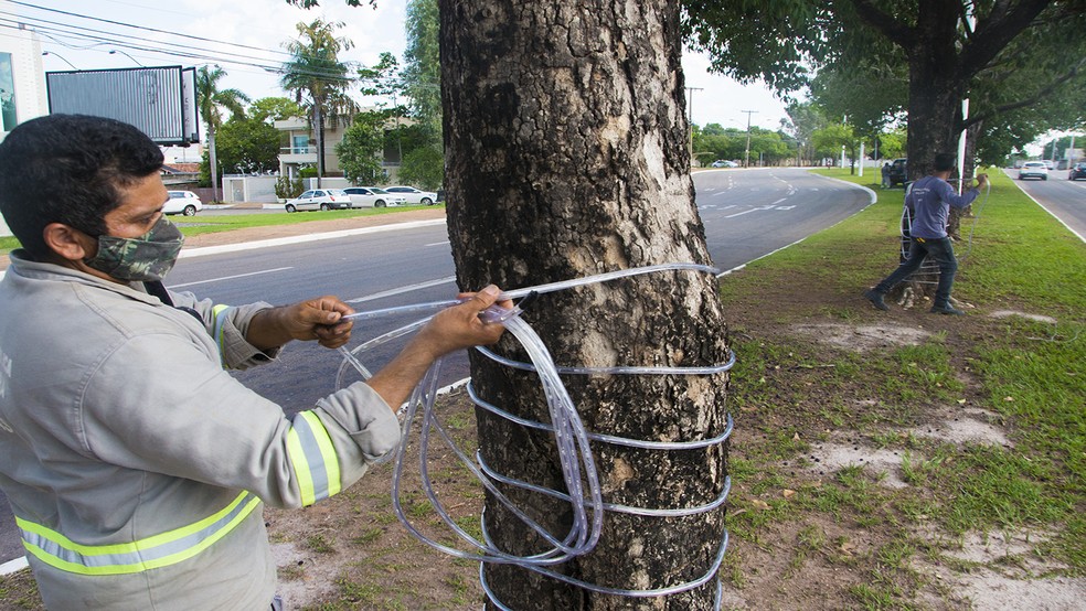 Tronco de árvores também serão iluminadas, na capital — Foto: Divulgação/Prefeitura de Palmas