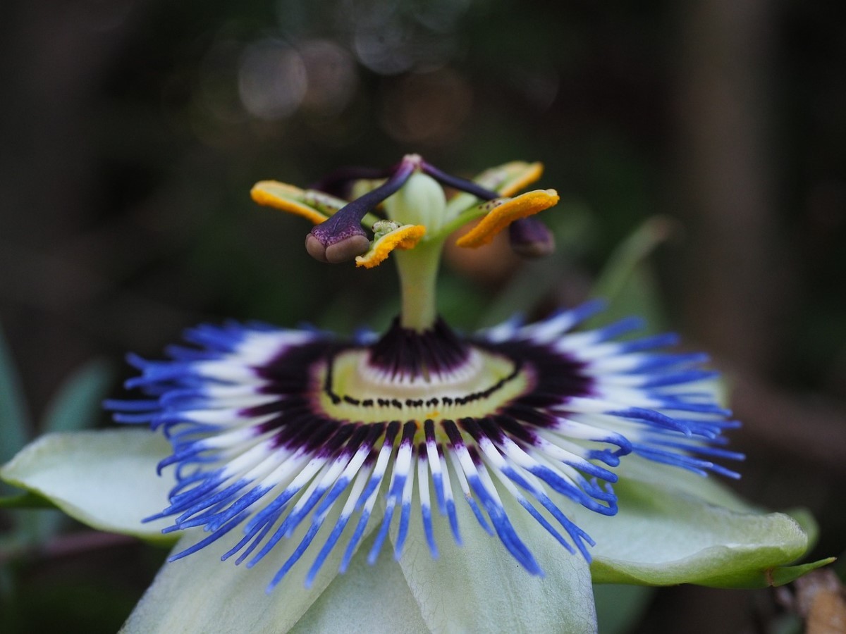 A flor-de-maracujá é  uma planta de clima tropical, sendo necessário ser plantada no sol (Foto: Pixabay / Hans / CreativeCommons)