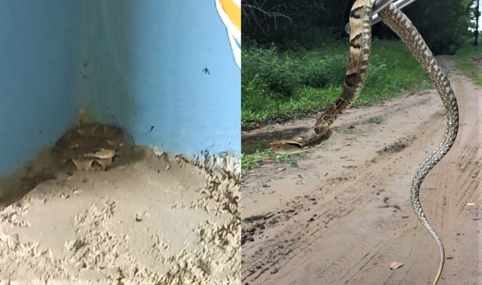Jararaca encontrada no quintal de casa de veraneio foi resgatada e solta na natureza — Foto: Arquivo Pessoal