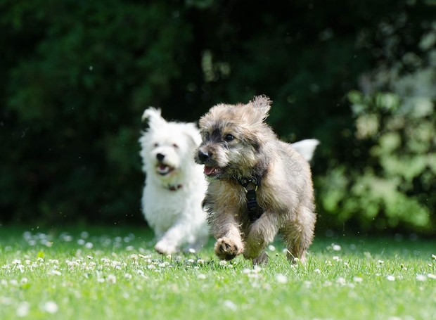 Atividade física também é essencial para aumentar a imunidade de cães e gatos (Foto: Pixabay / Katrin B. / CreativeCommons)