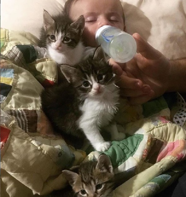 Foster em meio aos seus dois gatos (Foto: Reprodução: Instagram )