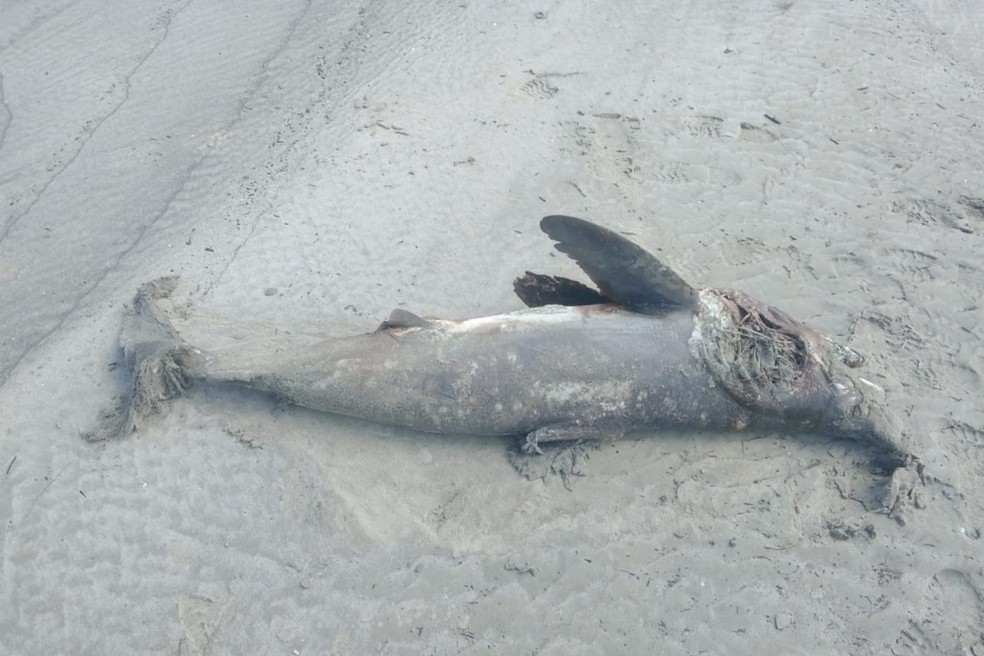 Tubarão-golfinho é encontrado morto na Praia de Ubatumirim em Ubatuba — Foto: Divulgação/ Instituto Argonauta