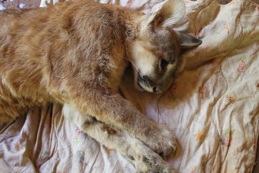 Onças e jaguatiricas vítimas de acidentes nas rodovias são resgatadas em Assis — Foto: Eixo SP/Divulgação