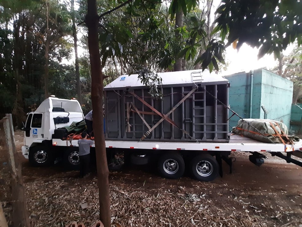 Caminhão com elefanta Bambi deixa Ribeirão Preto (SP) rumo ao Santuário de Elefantes do Brasil  — Foto: Marcius Ariel / CBN Ribeirão
