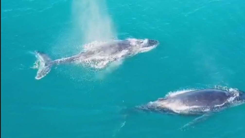 Baleias chamam a atenção no litoral do Estado do Rio de Janeiro — Foto: Reprodução/ TV Globo