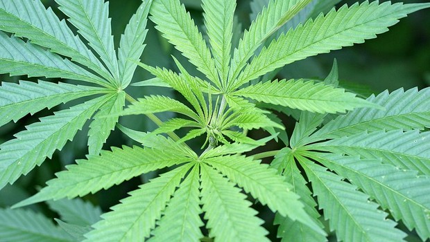 Cannabis sativa, a planta que dá origem à maconha (Foto: Wikimedia Commons/wikipedia)
