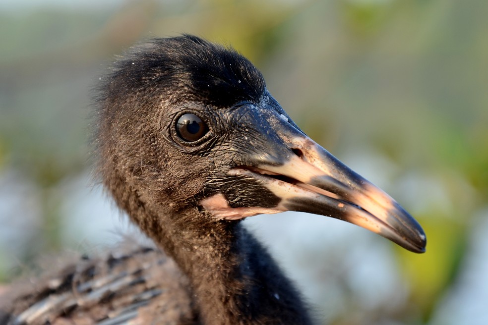 Uma Das Mais Belas Aves Do Mundo Tem Filhote Completamente Diferente Dos Pais Terra Da Gente G1 5 inovações tecnológicas de 2010 que hoje parecem peças de museu. uma das mais belas aves do mundo tem