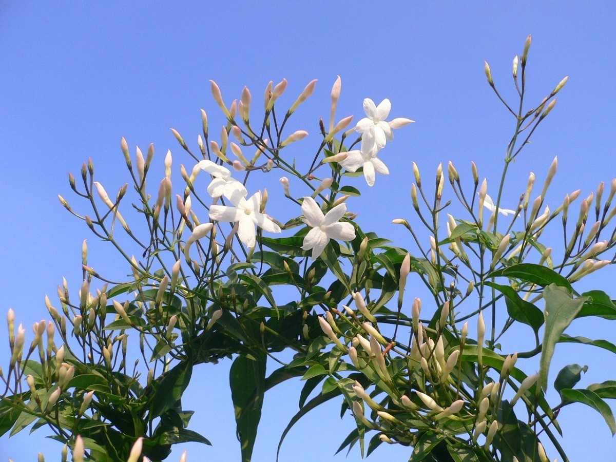 Jasmim: saiba como cultivar a perfumada flor medicinal - Casa e Jardim |  Plantas