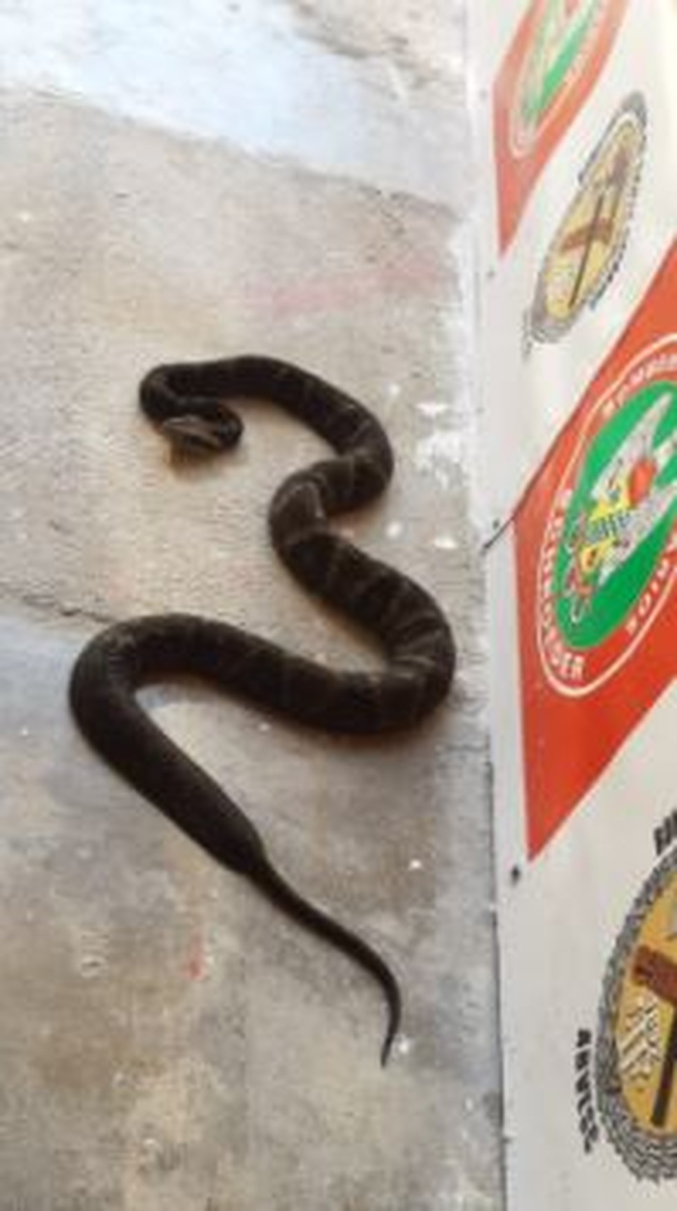 Serpente com 1,20 metros foi solta em área de mata — Foto: Corpo de Bombeiros Voluntários Schroeder/ Divulgação