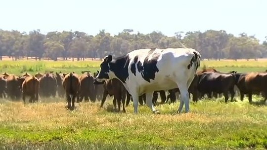 O boi gigante que chocou telespectadores de TV australiana e escapou do abate por ser 'grande demais'