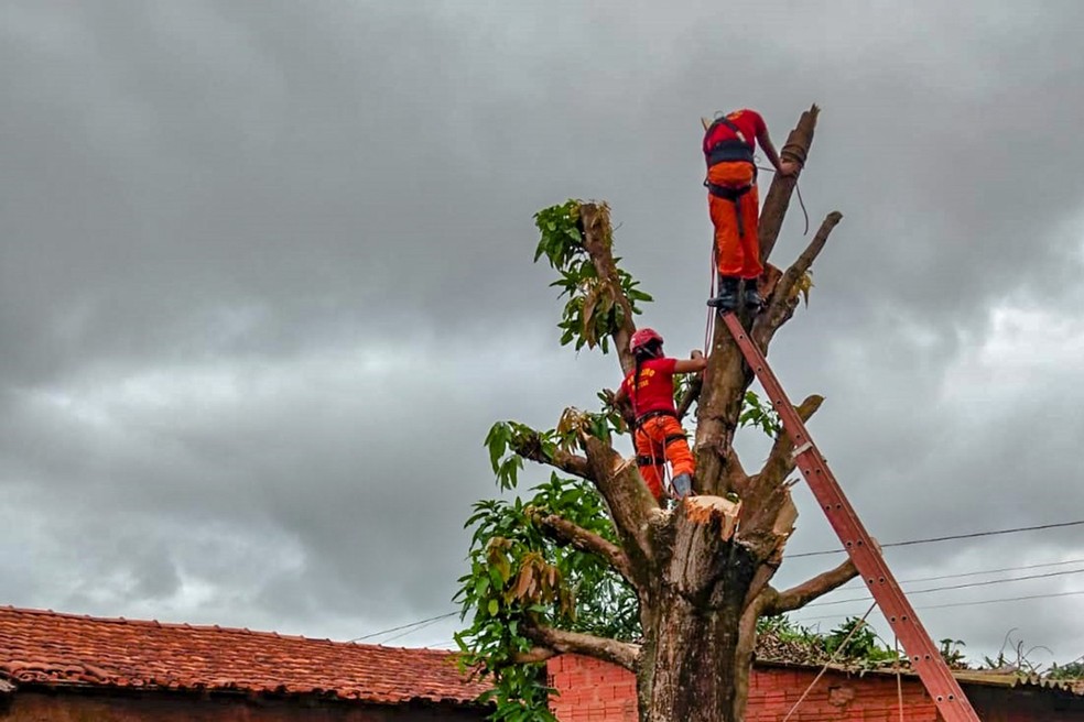 Resgate aconteceu no topo de árvore em Araguaína — Foto: Divulgação/Corpo de Bombeiros