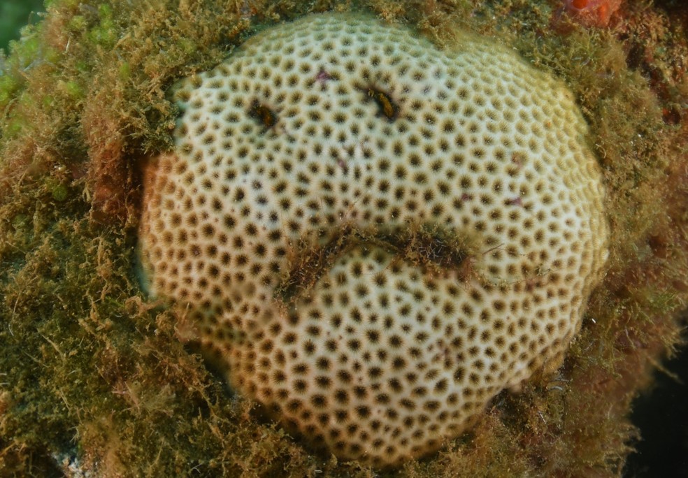 Segundo a bióloga Zaira Matheus algas formam a boca e os olhos no coral — Foto: Roberta Viegas/Acervo pessoal 