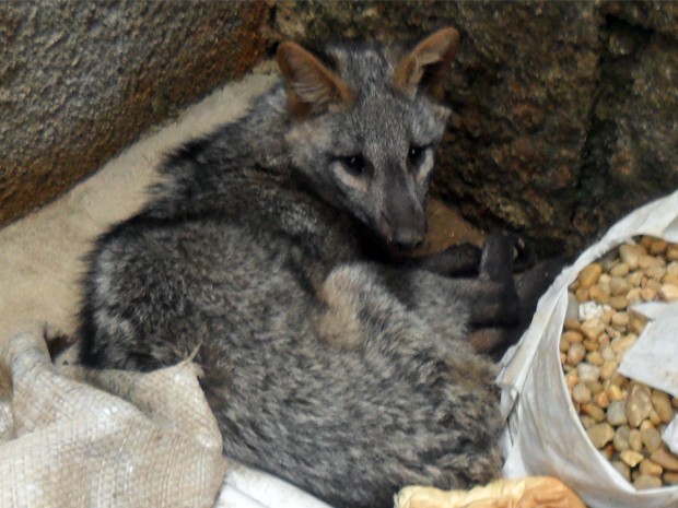 Filhote de raposa é encontrado dentro de residência e capivara é