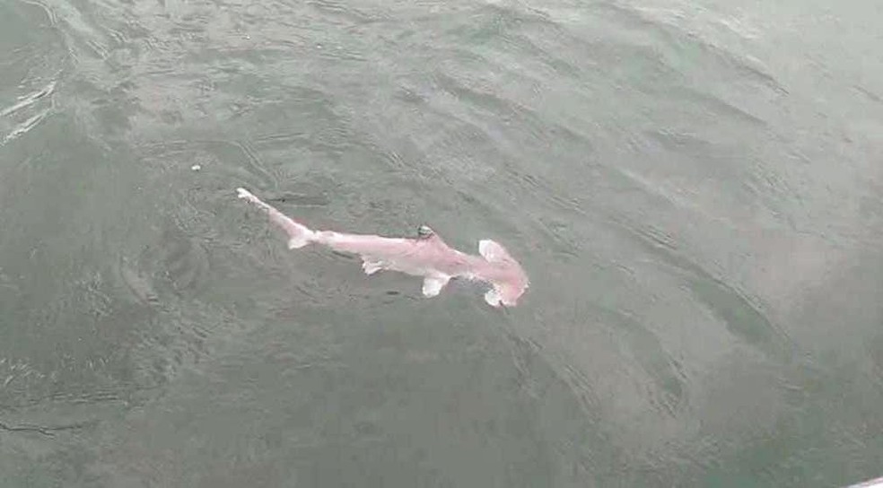 Tubarão-martelo foi devolvido ao mar depois de ser resgatado de rede de pesca irregular em Bertioga, SP — Foto: Polícia Militar Ambiental/Divulgação