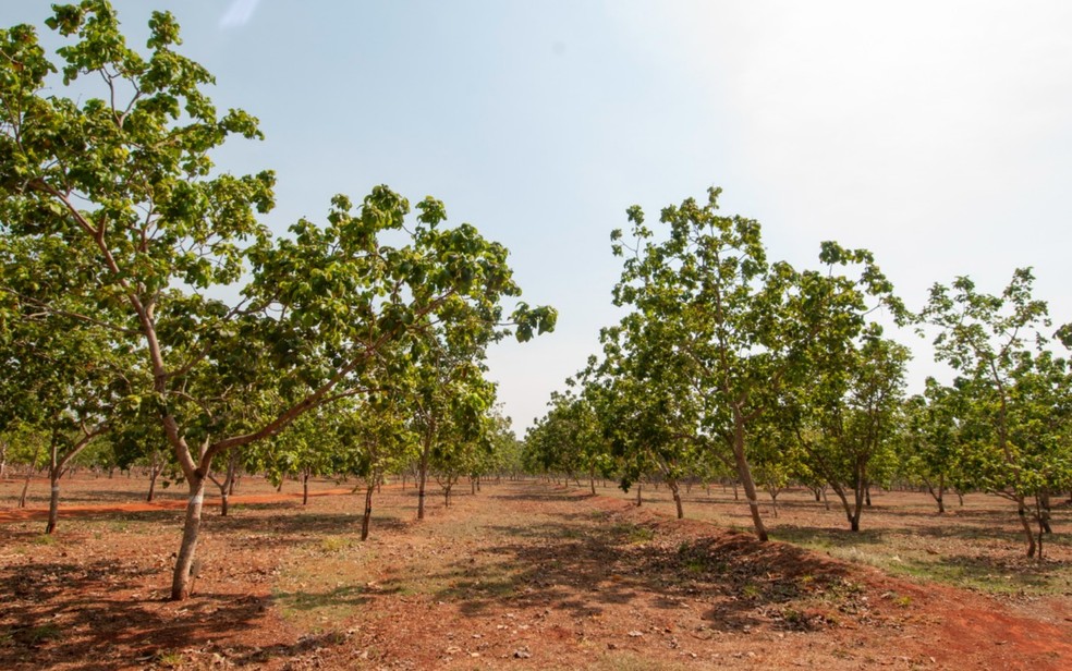 Árvores de pequis aprimorados em Goiânia — Foto: Divulgação/Emater Goiás