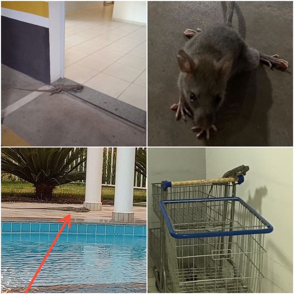 Outros animais flagrados no condomínio que proibiu a criação de cobra dentro de apartamento — Foto: Arquivo pessoal
