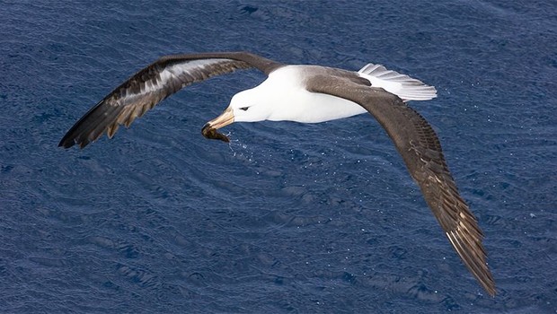 Águas mais quentes fazem com que albatrozes tenham que voar mais longe para caçar (Foto: GETTY IMAGES via BBC NEWS)