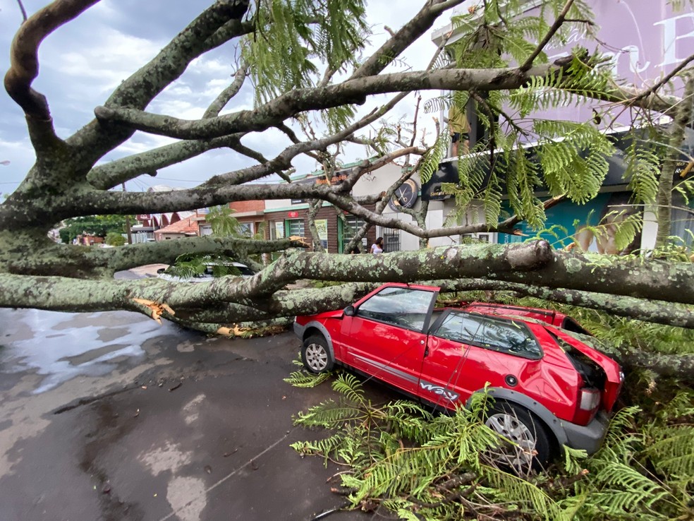 Veículo é atingido por queda de árvore em rua de Santana do Livramento — Foto: Sentinela 24 horas