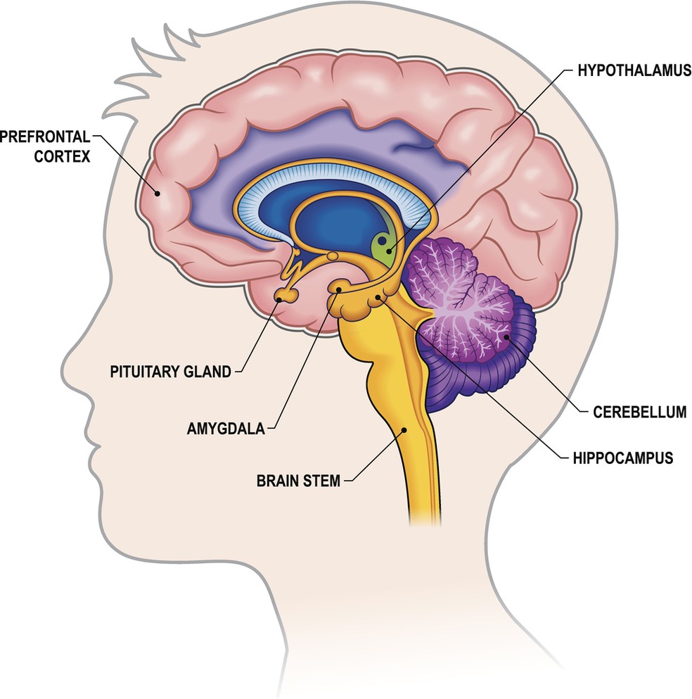 Durante o trabalho mental intenso, o glutamato se acumula no córtex pré-frontal (prefrontal cortex, em inglês), levando à exaustão — Foto: Istock Getty Images