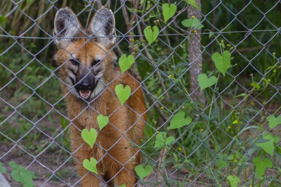 Lobo-guará em recinto no Parque Vida Cerrado.