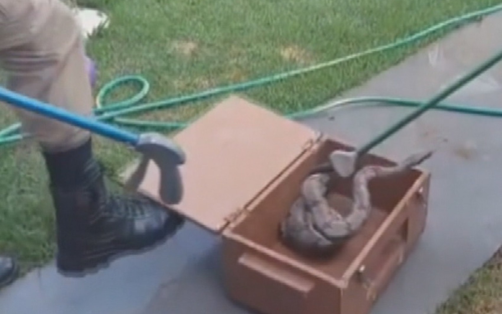 Cobra é encontrada enrolada em árvore no jardim de casa; vídeo