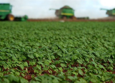 agricultura_soja (Foto: José Medeiros/Ed. Globo)