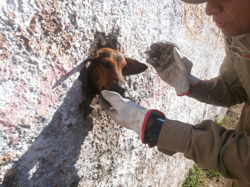 Bombeiros resgatam cachorro preso em muro  (Foto: Corpo de Bombeiros/DivulgaÃ§Ã£o)