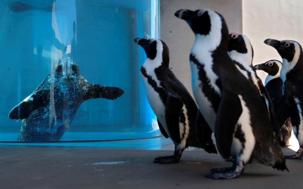 Pinguins-africanos passam por focas em um aquário no Hakkeijima Sea Paradise, que está fechado em meio à pandemia de coronavírus (COVID-19), em Yokohama, no Japão — Foto: Kazuhiro Nogi/AFP