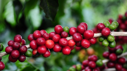 Preocupações com produção e estoques sustentam preços do café