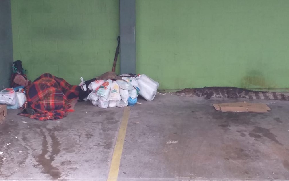 Animal se aproximou de um morador de rua que dormia no estacionamento de um supermercado — Foto: Arquivo Pessoal/Johnson de Oliveira Pereira