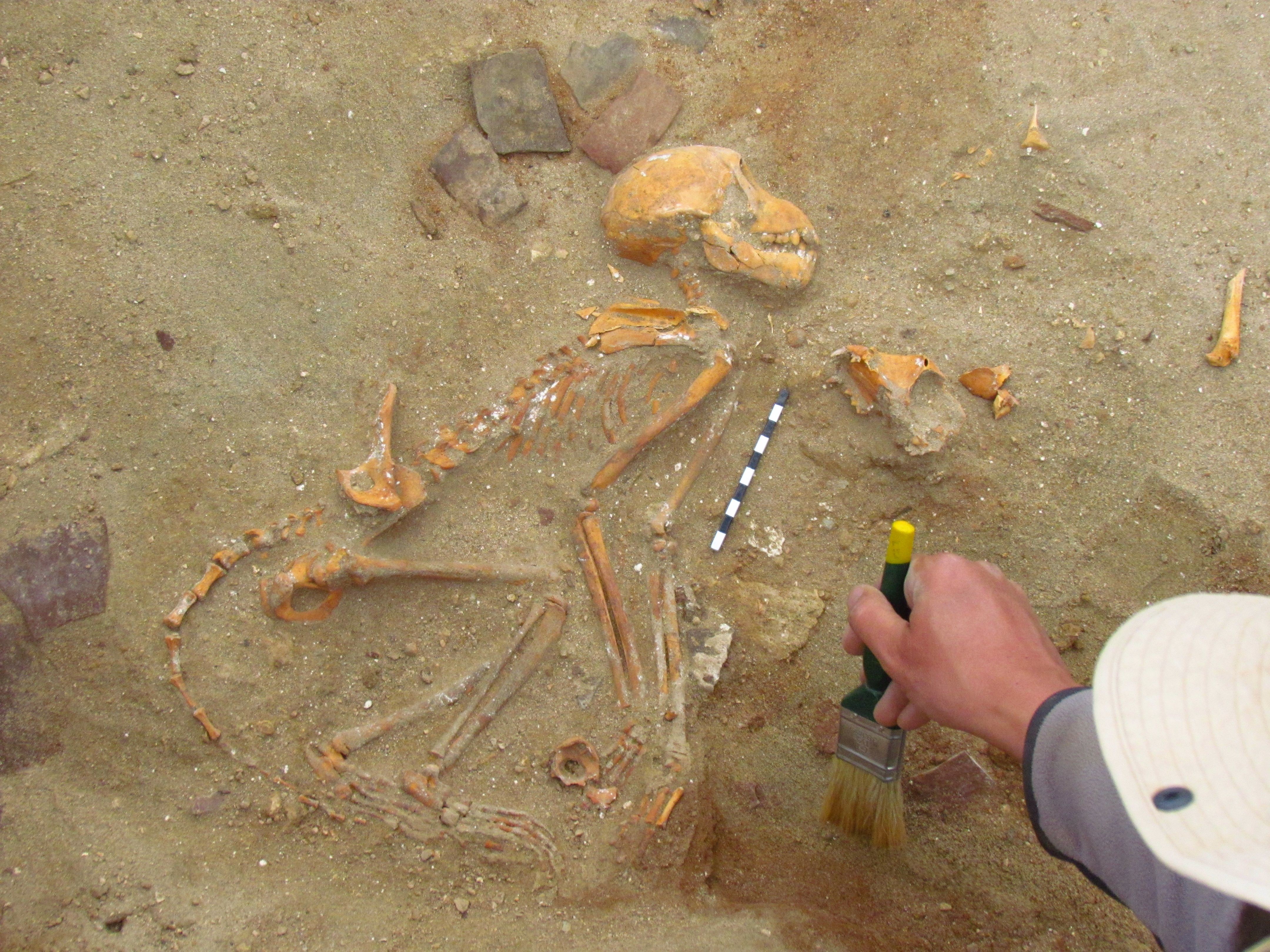 Esqueletos de macacos nativos da índia são encontrados em antigo porto da cidade de Berenice, importante centro comercial egípcio de 2 mil anos (Foto: Marta Osypińska)